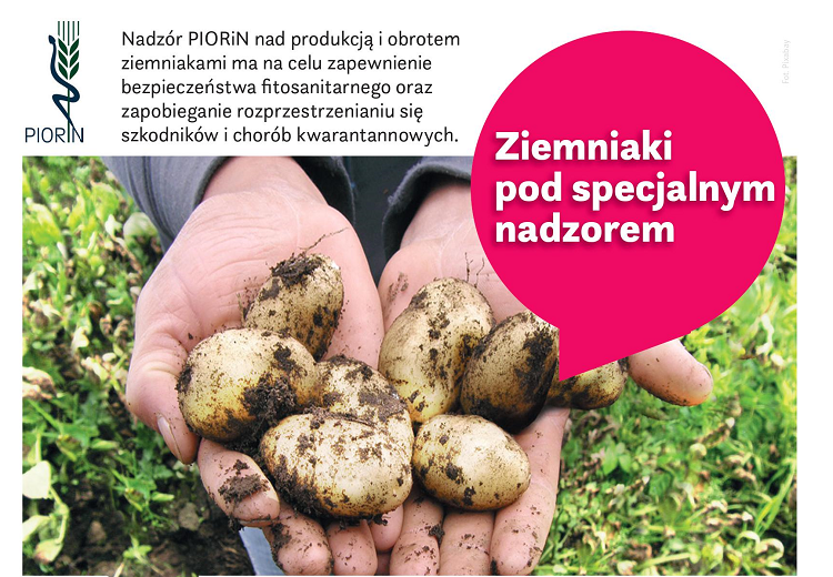 Nadzór PIORiN nad produkcją i obrotem ziemniakami